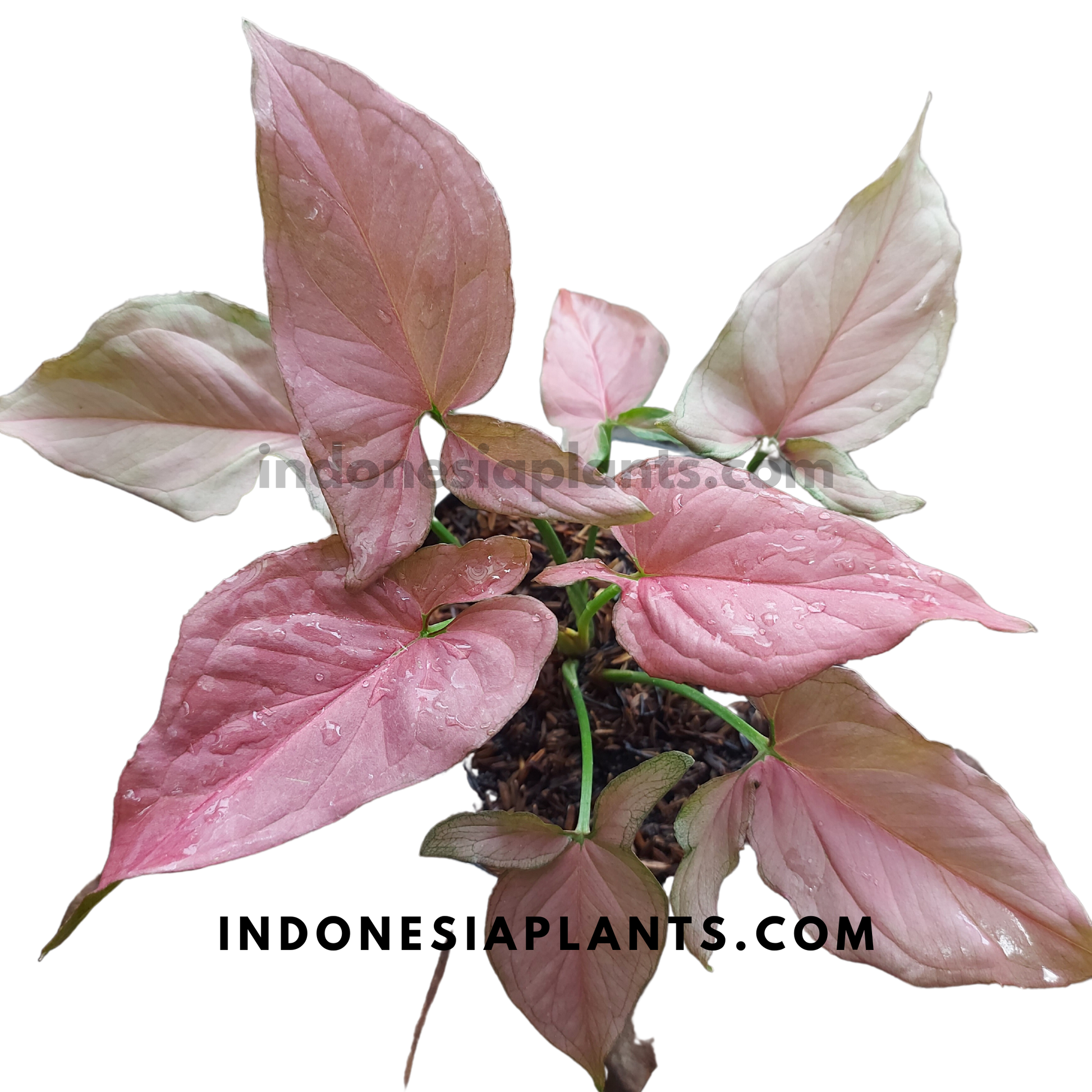 Syngonium Orm Nak Red