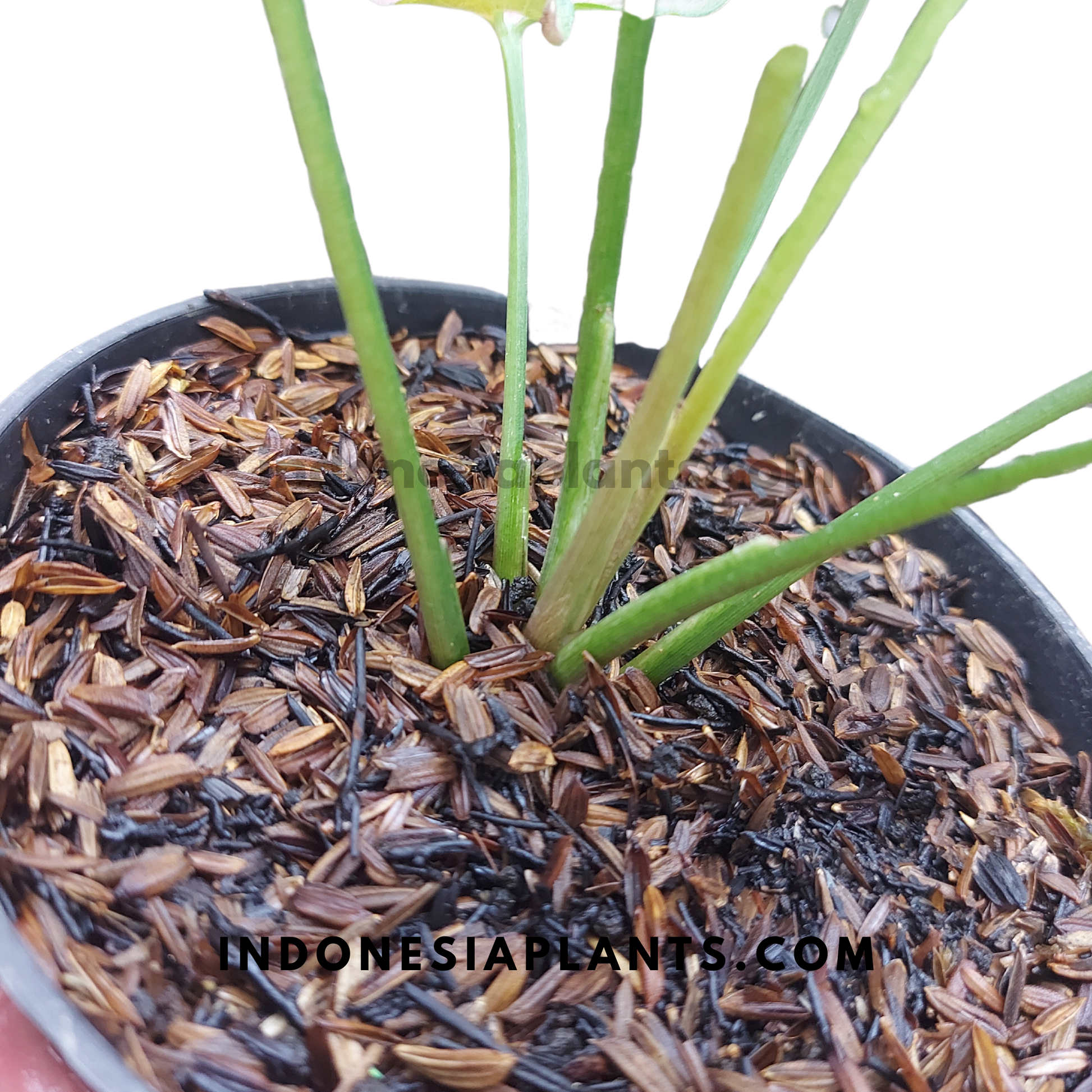 Syngonium Orm Nak Red