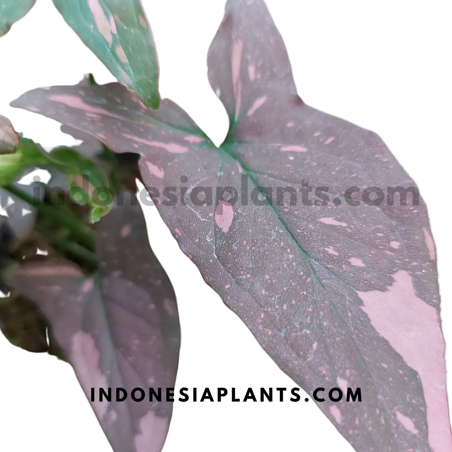 A close-up of Syngonium Pink Splash Dark Form with deep green, purple, and pink-speckled leaves.
