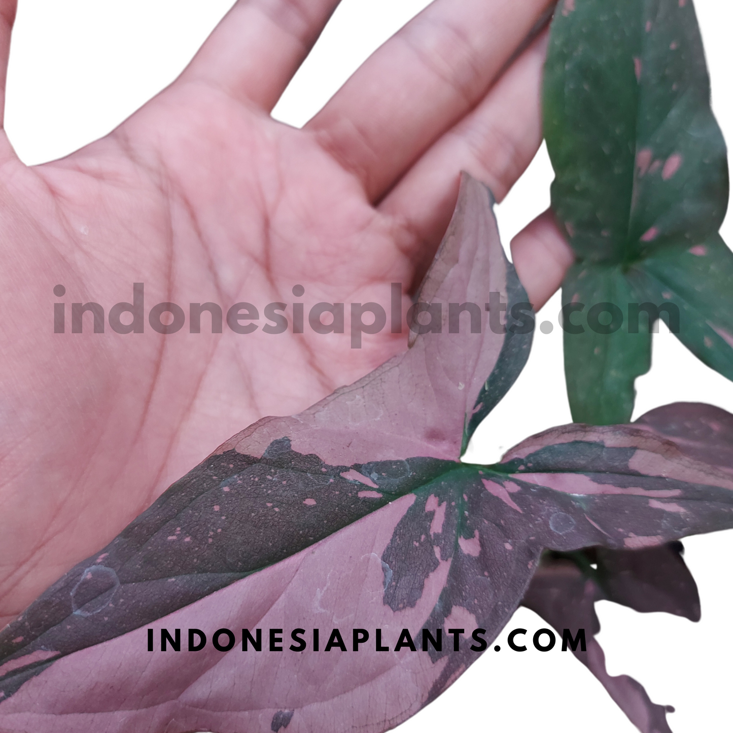 A hand holding Syngonium Pink Splash Dark Form, highlighting its dark-toned foliage with pink variegation.