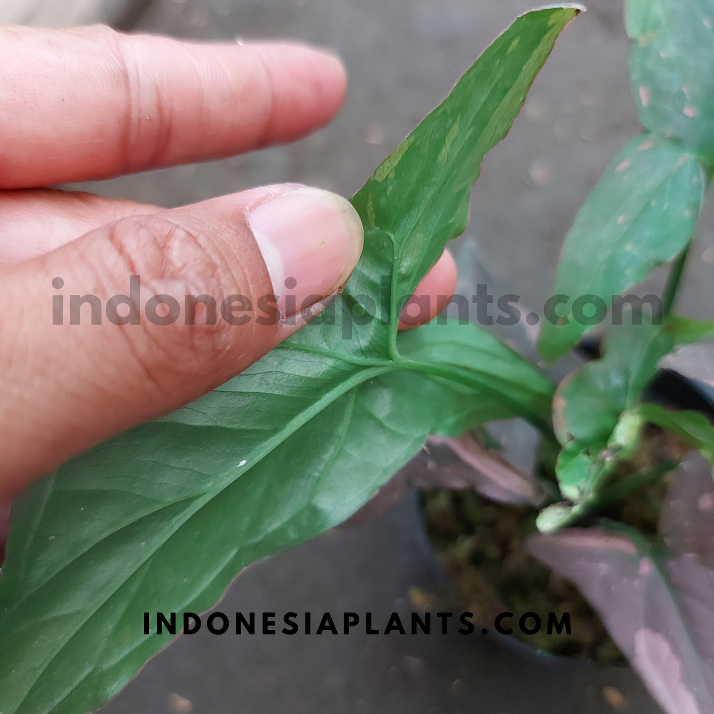 A close-up of a single Syngonium Pink Splash Dark Form leaf with a glossy surface and pink flecks.