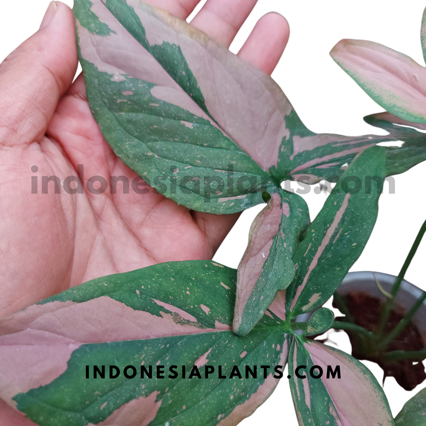Syngonium Pink Splash Regular Form