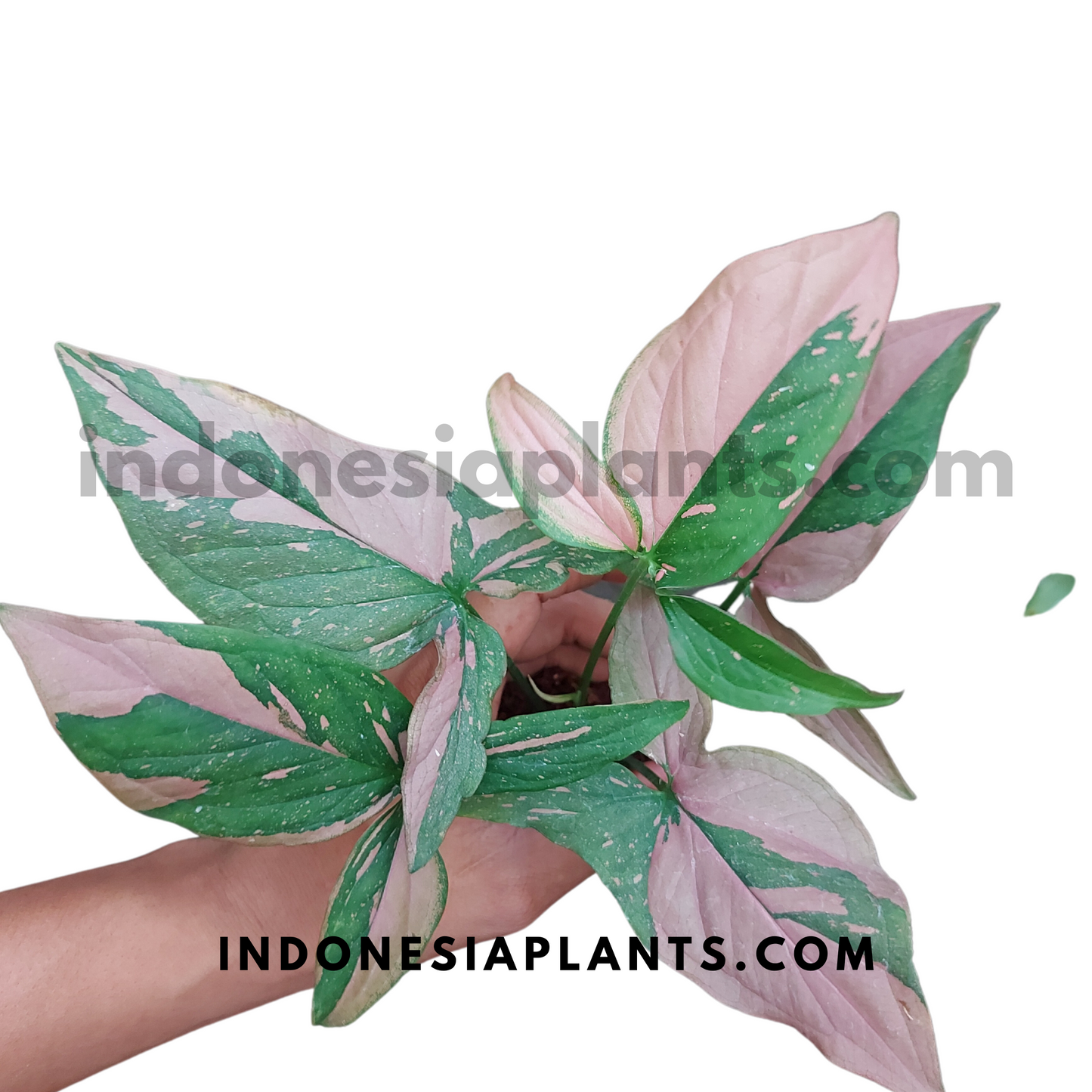 Syngonium Pink Splash Regular Form