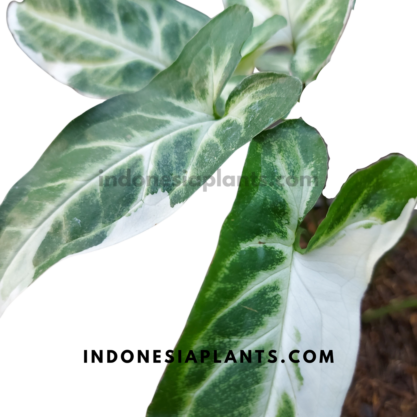 Syngonium T25