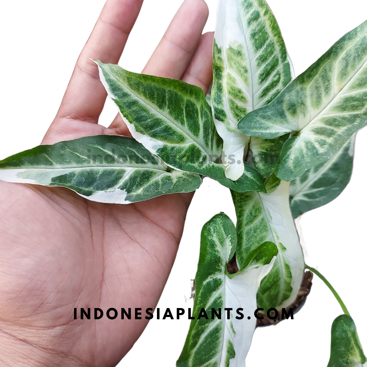 Syngonium T25