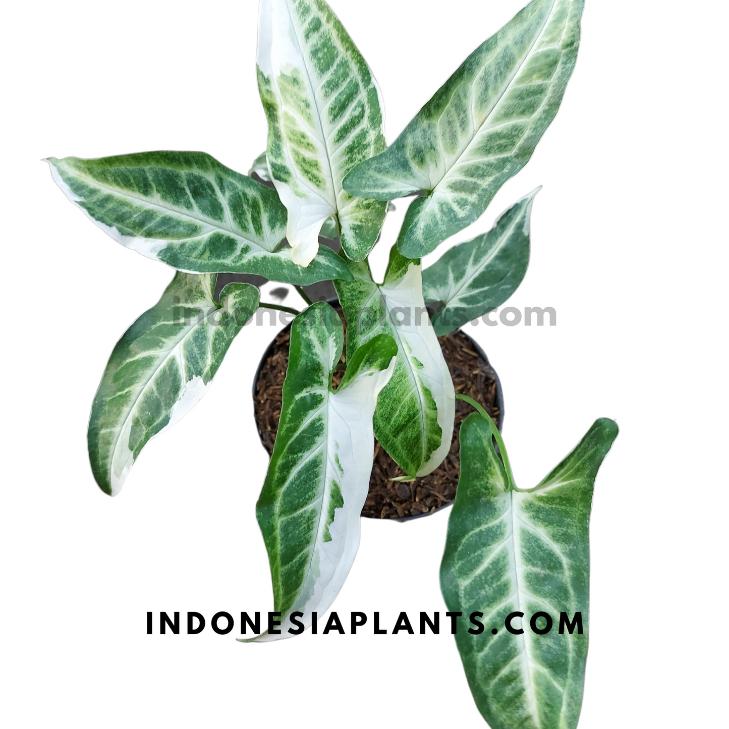 Syngonium T25