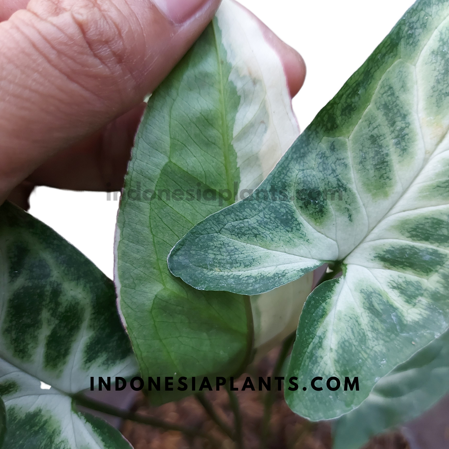 Syngonium T25