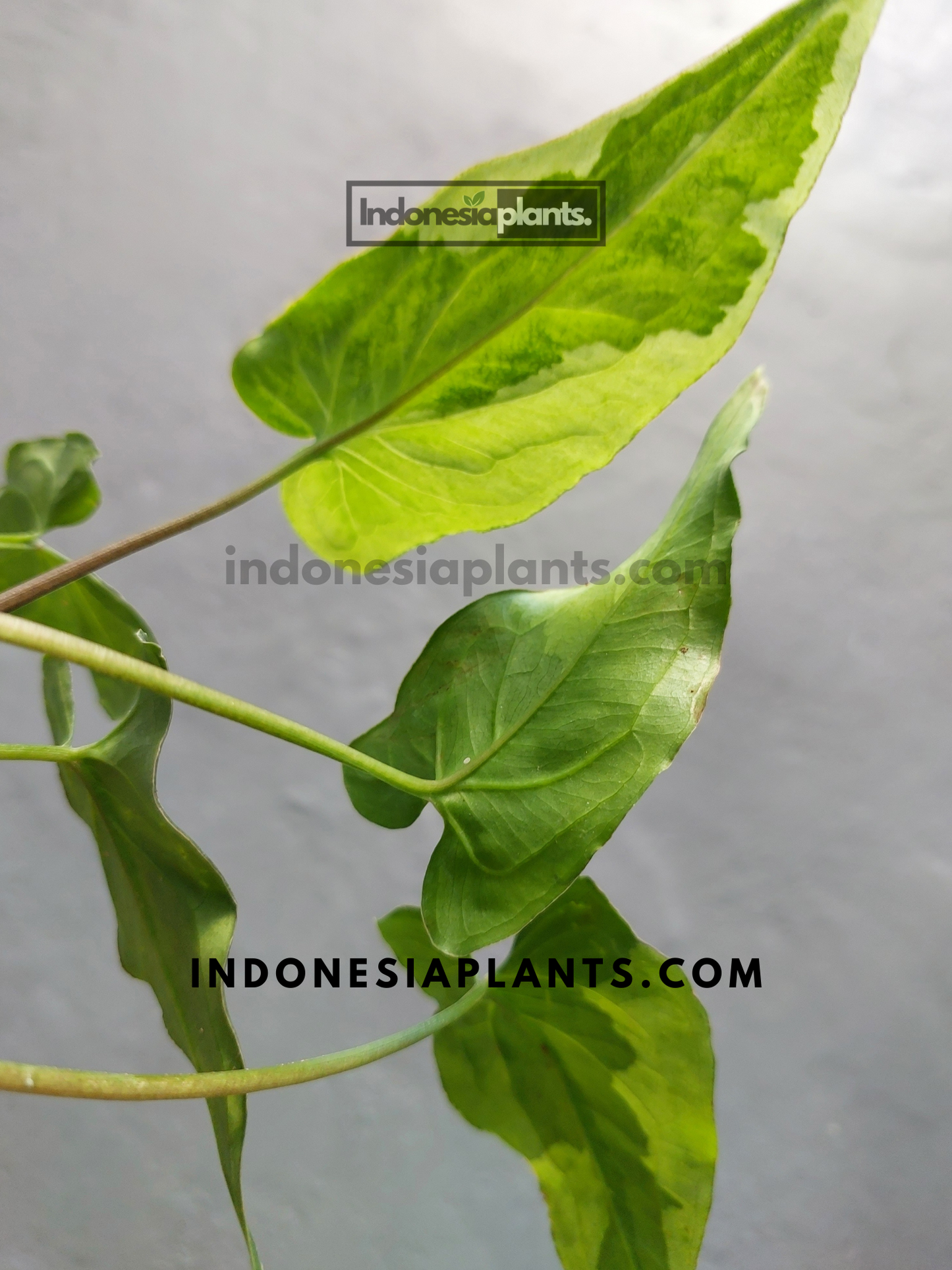Syngonium Three Kings