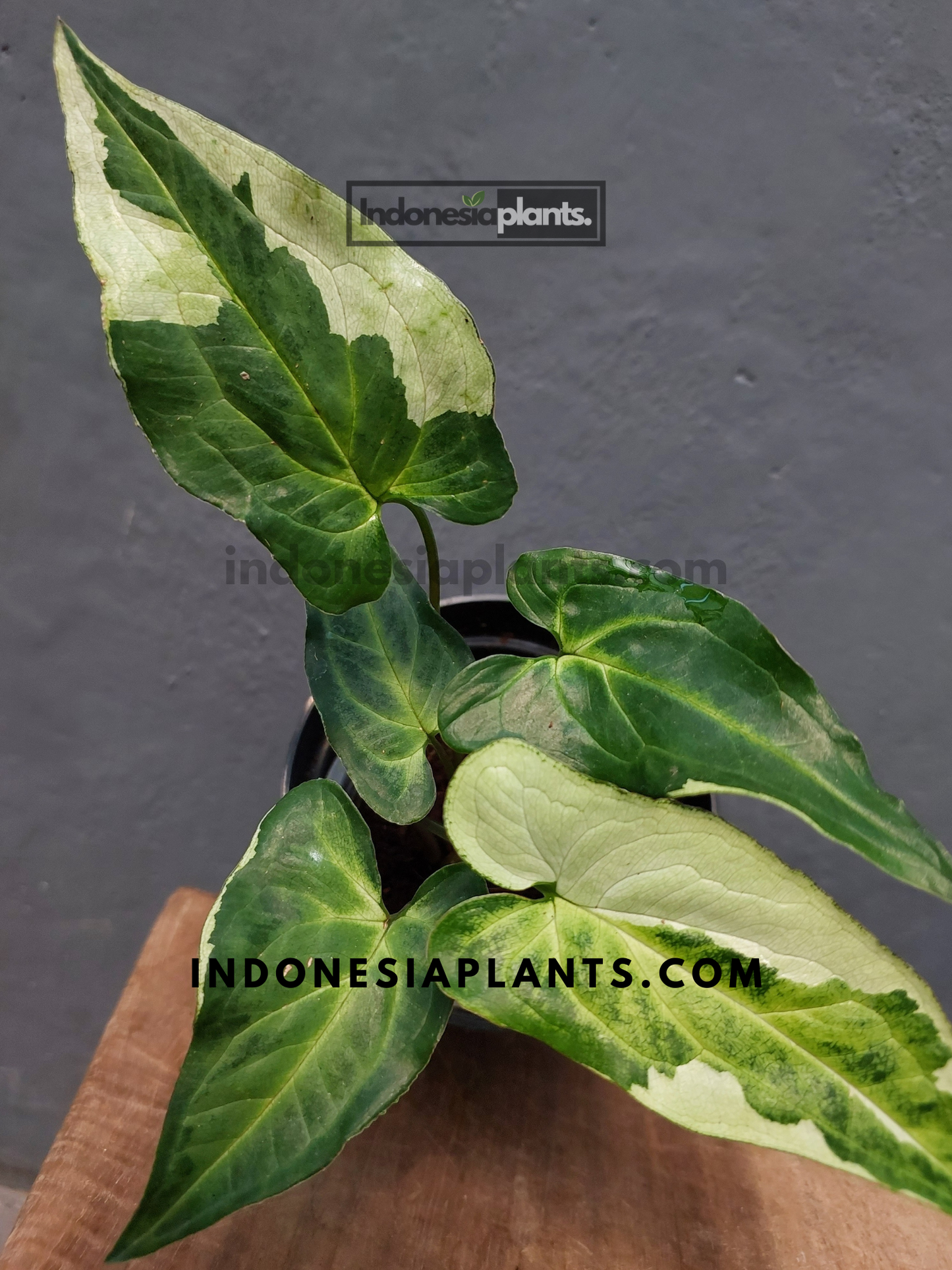 Syngonium Three Kings
