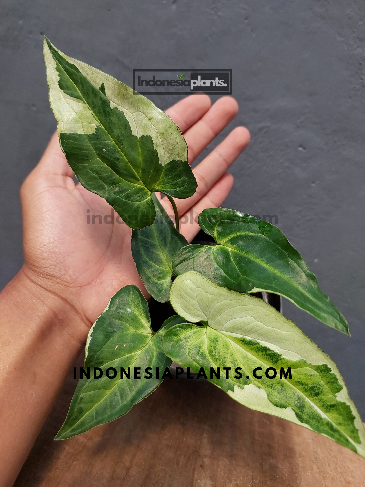 Syngonium Three Kings