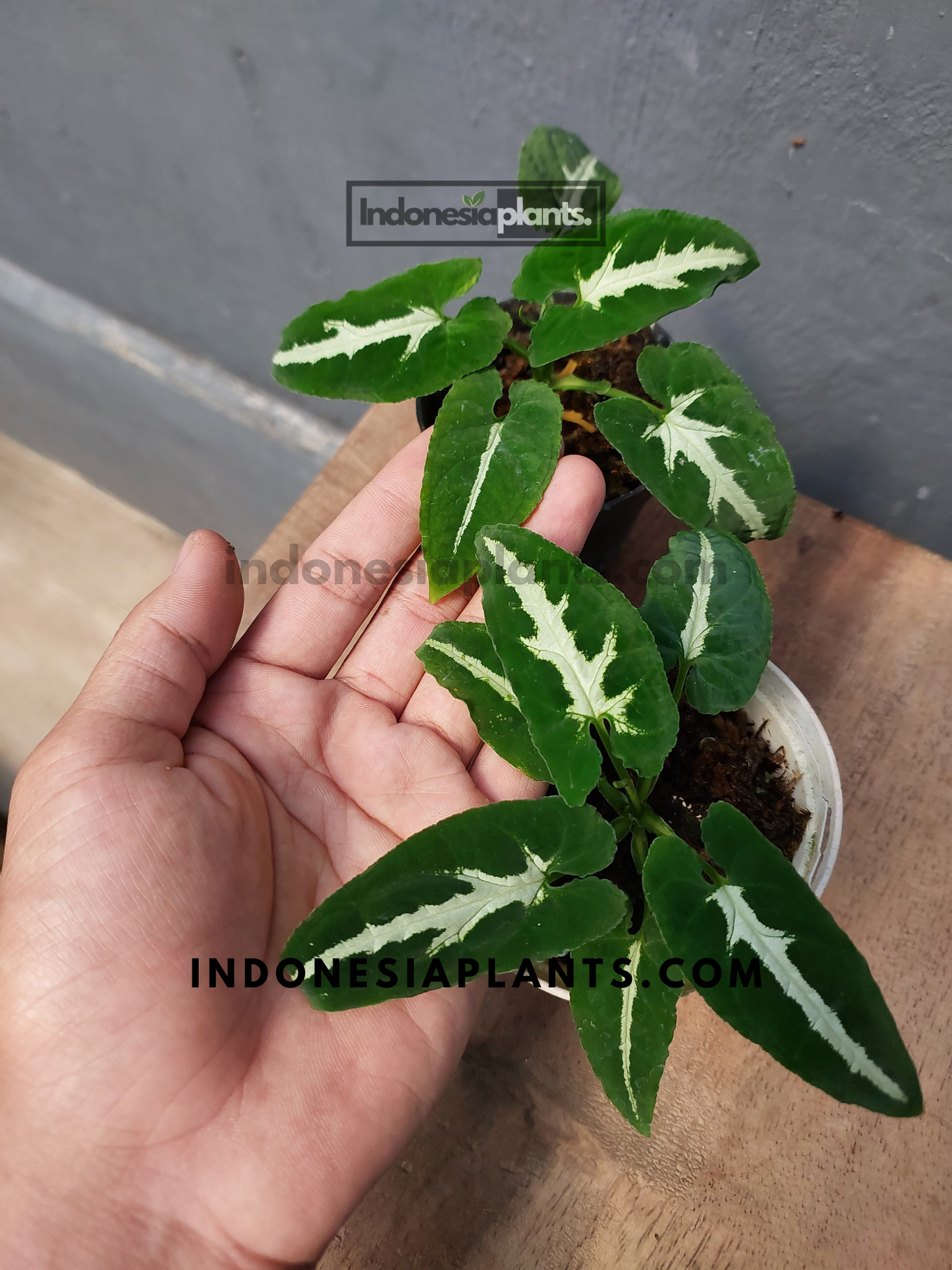 Syngonium Wendlandii