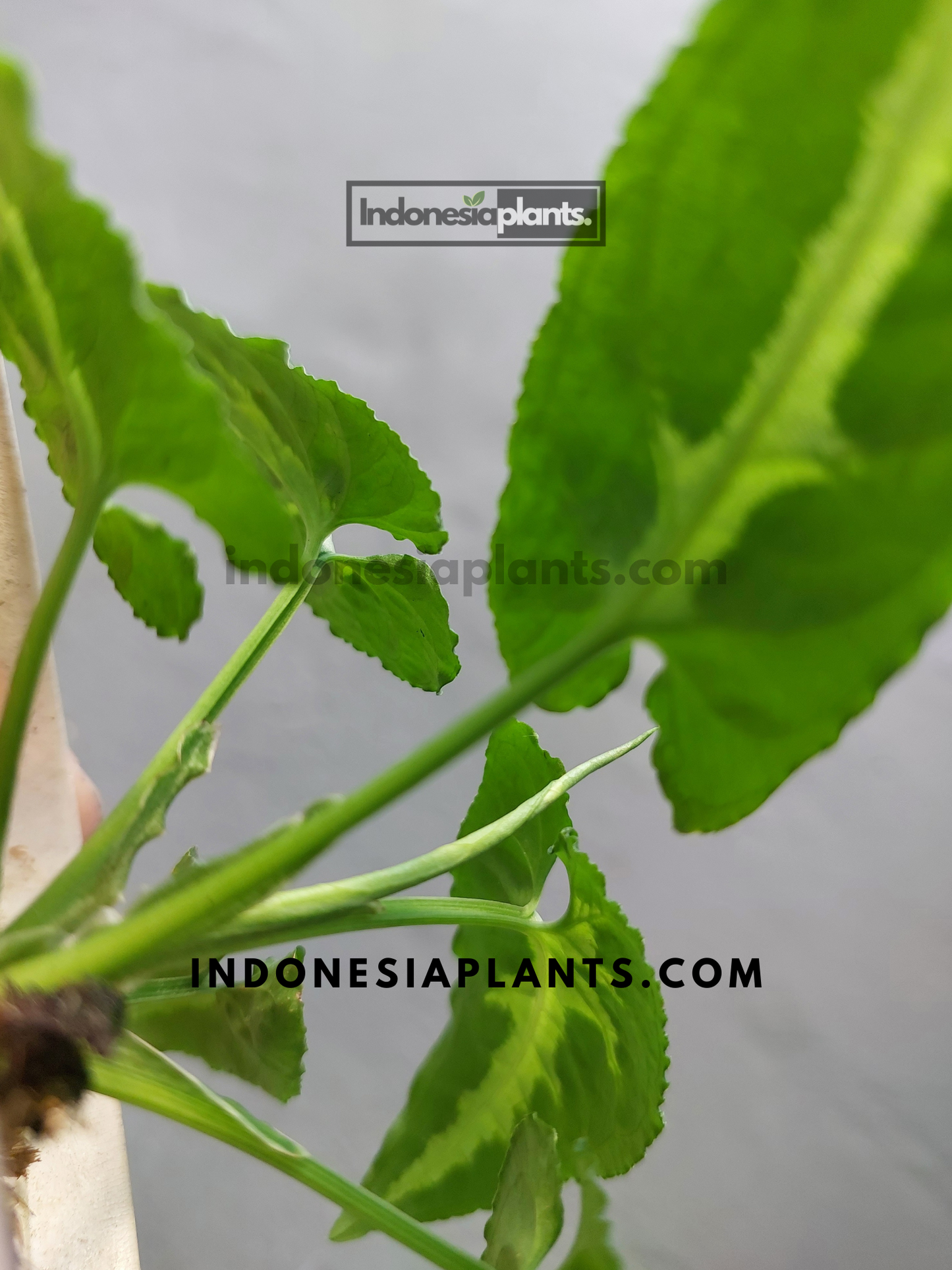 Syngonium Wendlandii