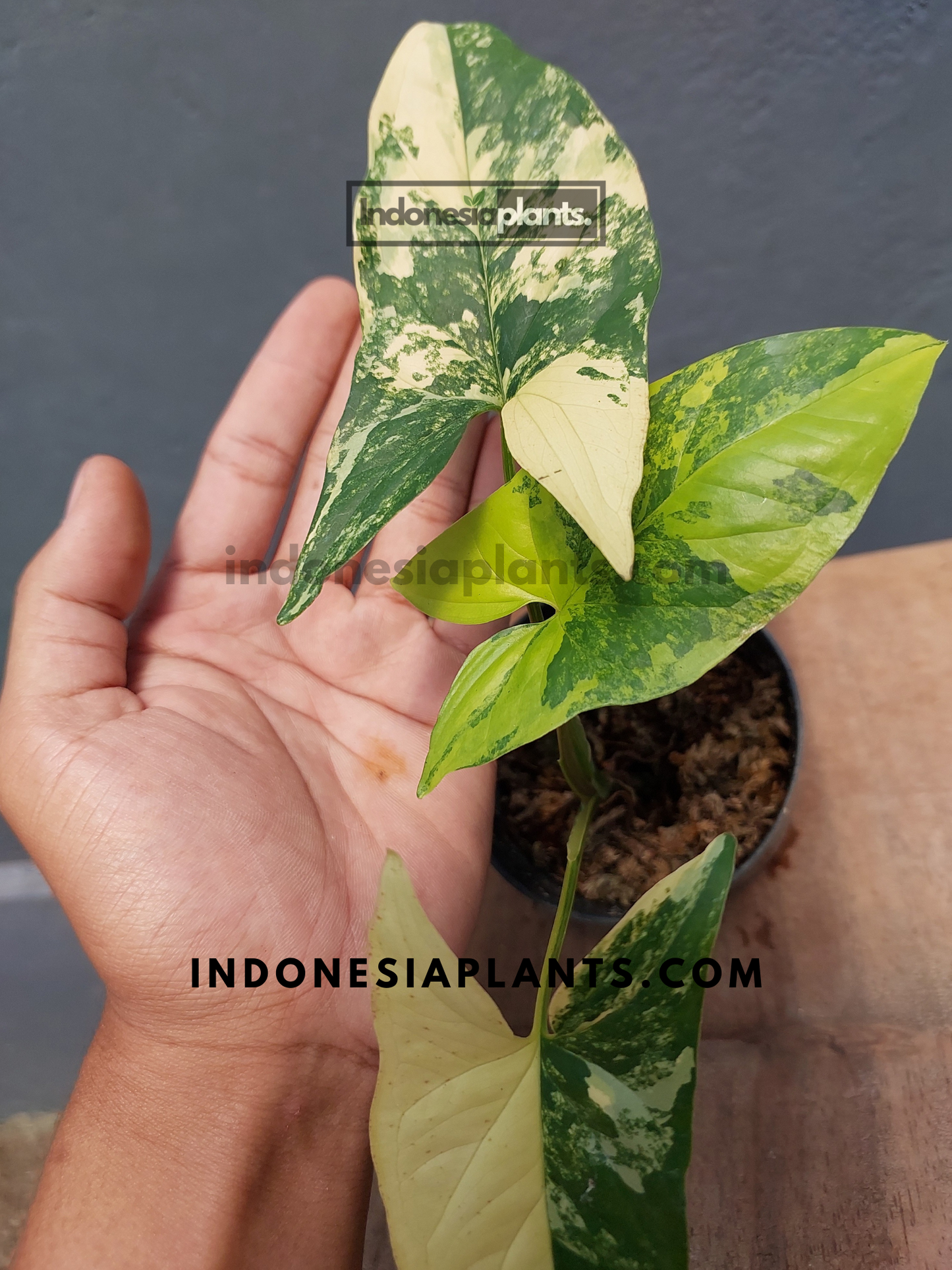 Syngonium Aurea Yellow Variegated