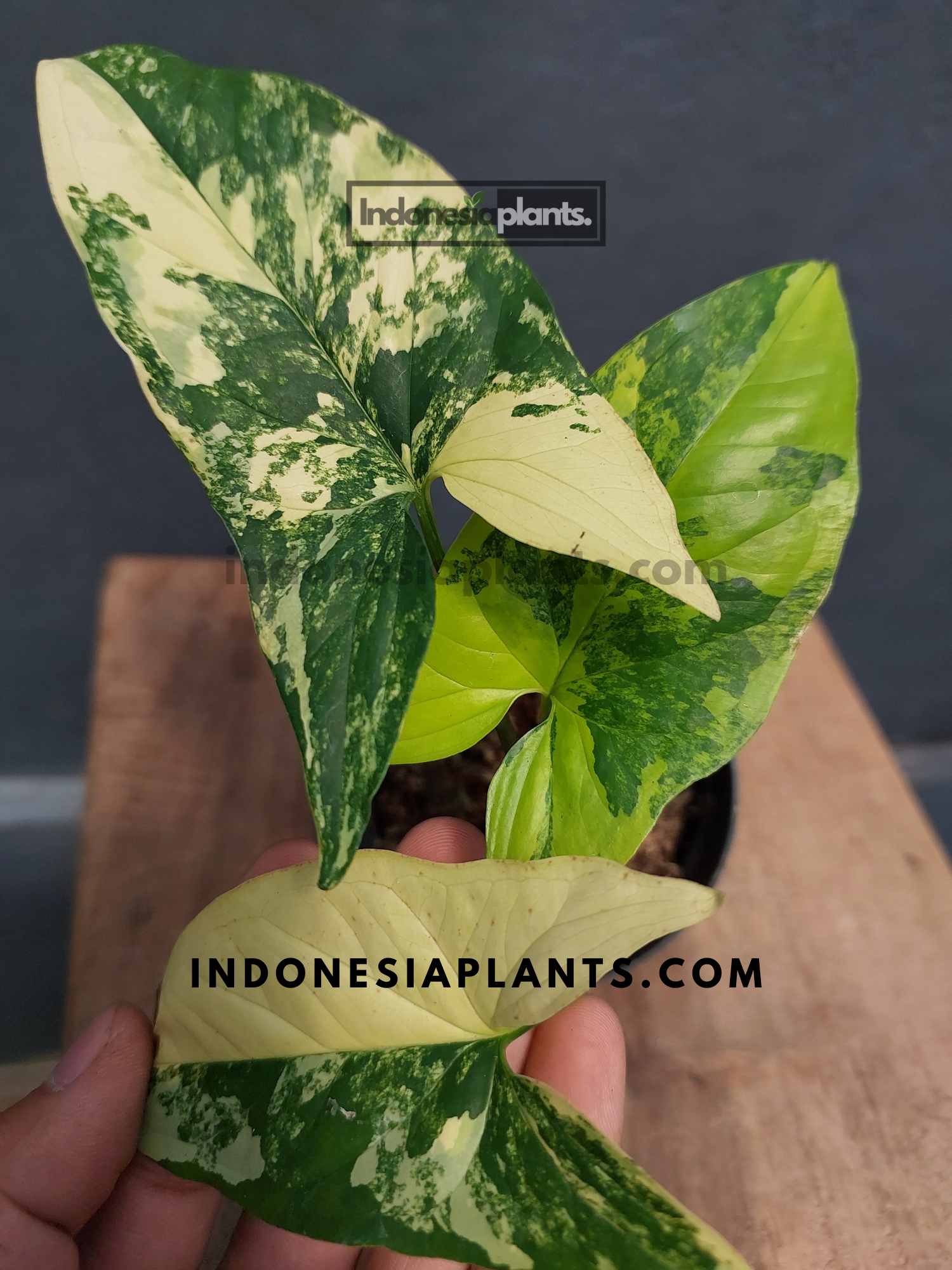 Syngonium Aurea Yellow Variegated – INDONESIAPLANTS