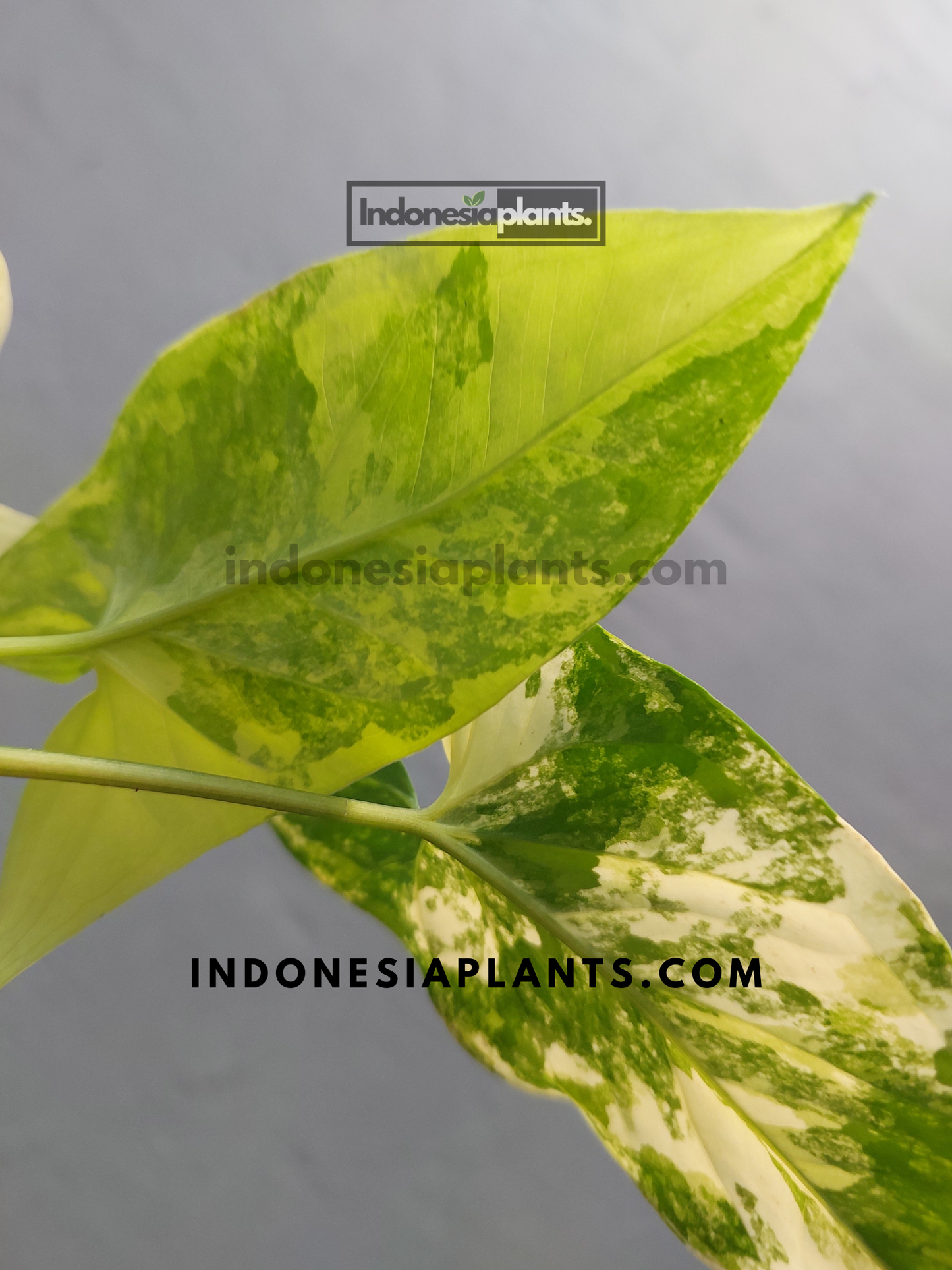 Syngonium Aurea Yellow Variegated
