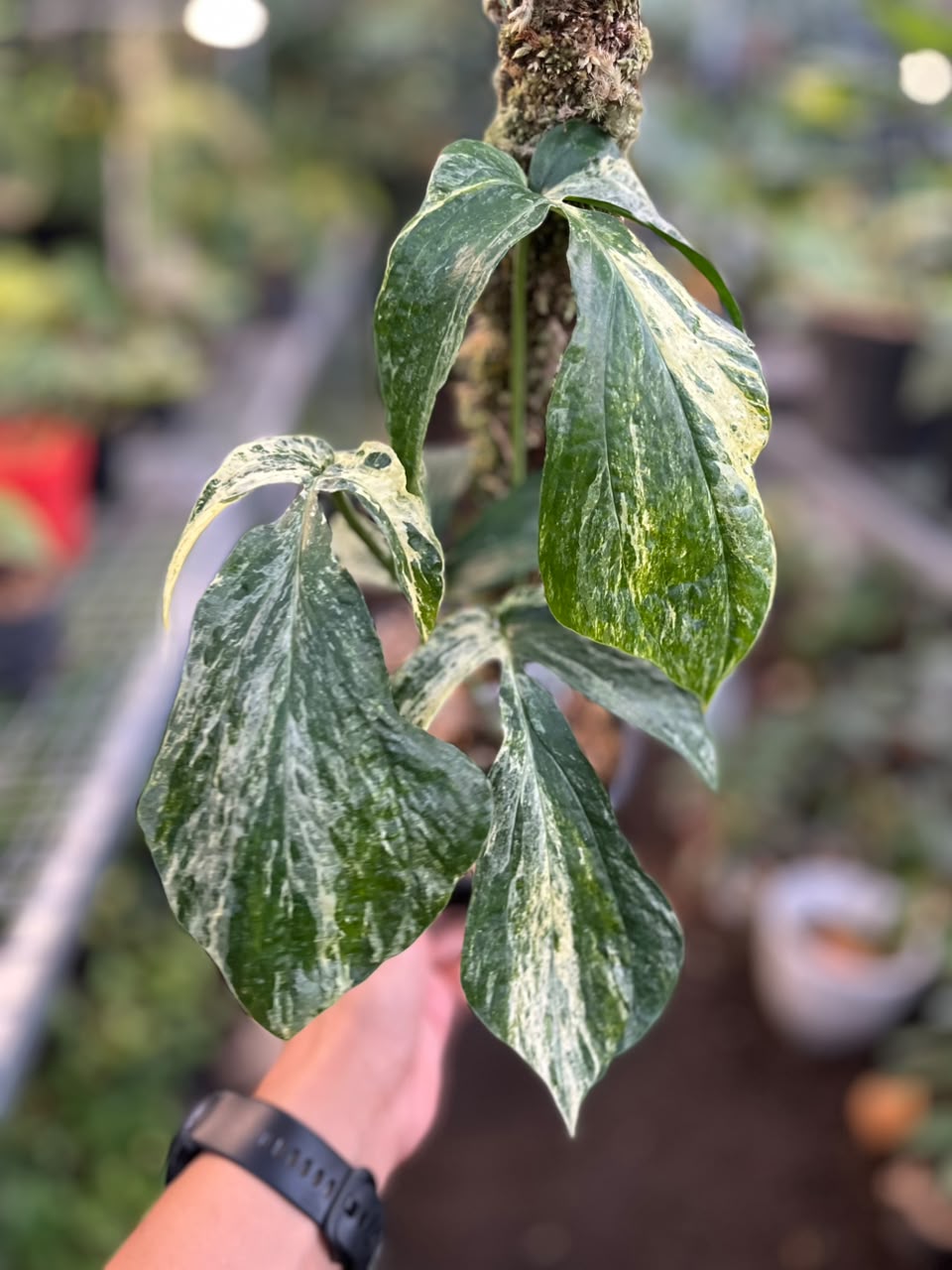 Amydrium Zippelianum Variegated climbing on a moss pole with marbled green, cream, and white variegated leaves in a tropical nursery.
