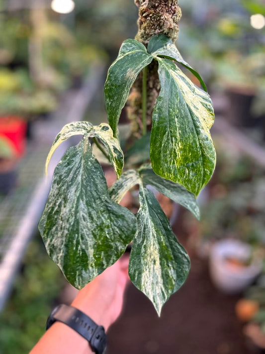 Amydrium Zippelianum Variegated climbing on a moss pole with marbled green, cream, and white variegated leaves in a tropical nursery.