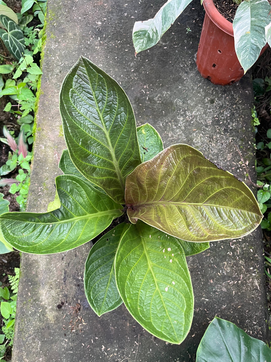 Rare Anthurium jenmanii featuring dark green coriaceous leaves with deep venation pattern for indoor collection
