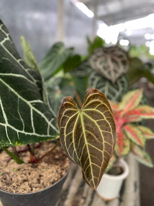 velvety aroid close-up, bronze new growth with pale veins in a black pot; other tropical plants create a soft bokeh greenhouse backdrop