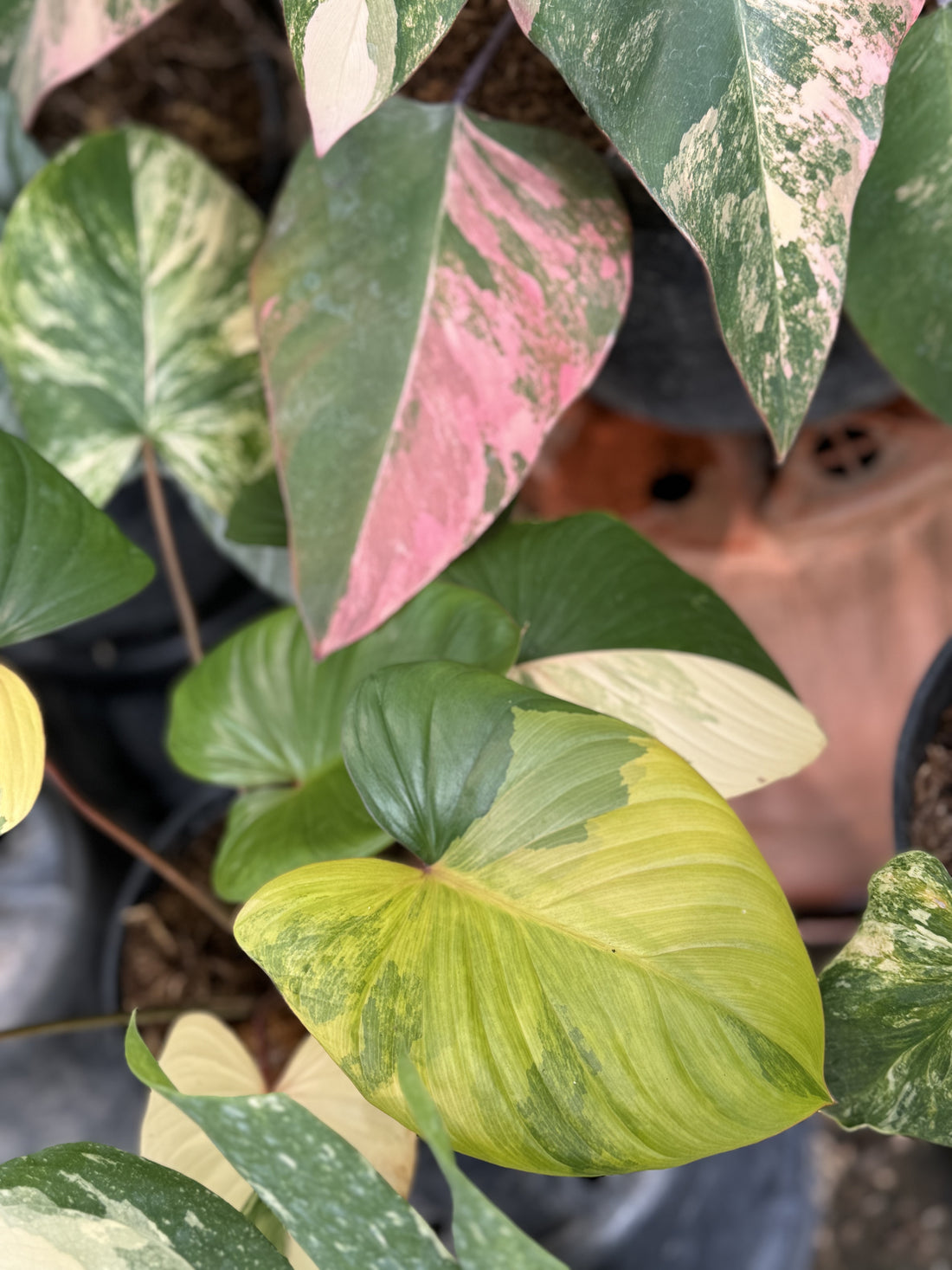 homalomena rubescens variegated, philodendron strawberry shake