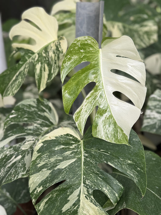 monstera deliciosa albo variegated, monstera borsigiana albo variegated, monstera variegated leaves