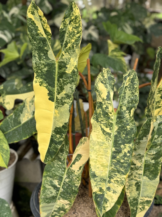 philodendron billietiae variegated, philodendron variegated tropical plants