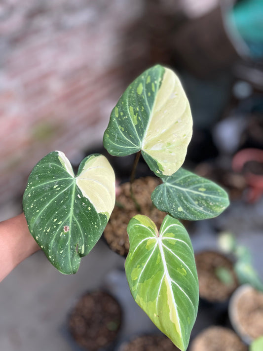 Philodendron Gloriosum Variegated with large, velvety heart-shaped leaves featuring creamy white and light green variegation over deep green foliage, highlighted by prominent pale veins and a crawling growth habit.
