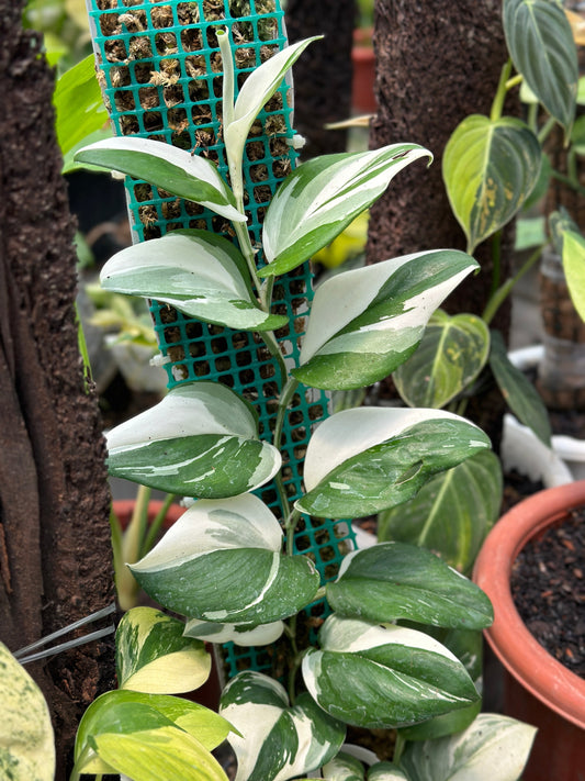 Scindapsus Superstar trailing from a pot, displaying glossy white-green leaves along a lush tropical vine.