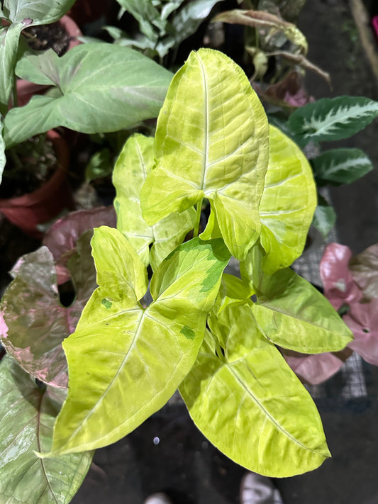 Bright Syngonium Lime Soda plant under greenhouse lights, narrow arrow-shaped foliage in vivid citrus tones standing out against darker neighbors