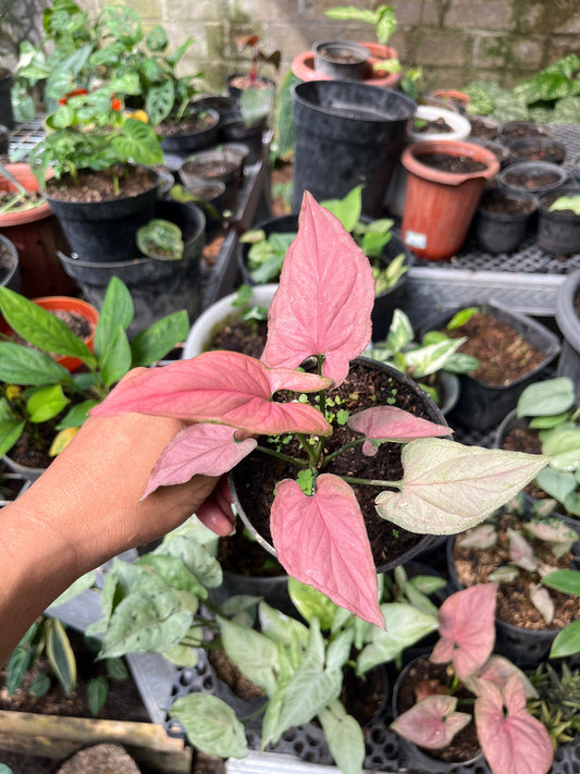 Syngonium Pink Perfection small stem cutting, four rosy arrow leaves radiating from a tiny central node, held above crowded nursery pots outdoors.