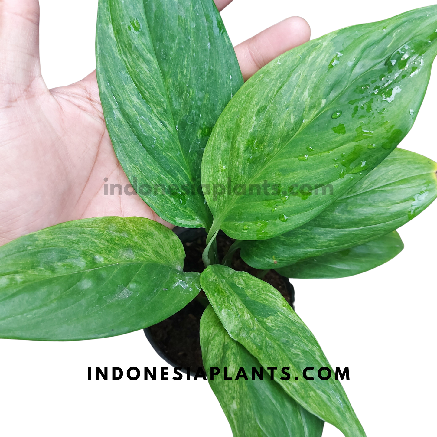 Scindapsus Parkensis Variegated