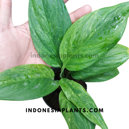 Scindapsus Parkensis Variegated