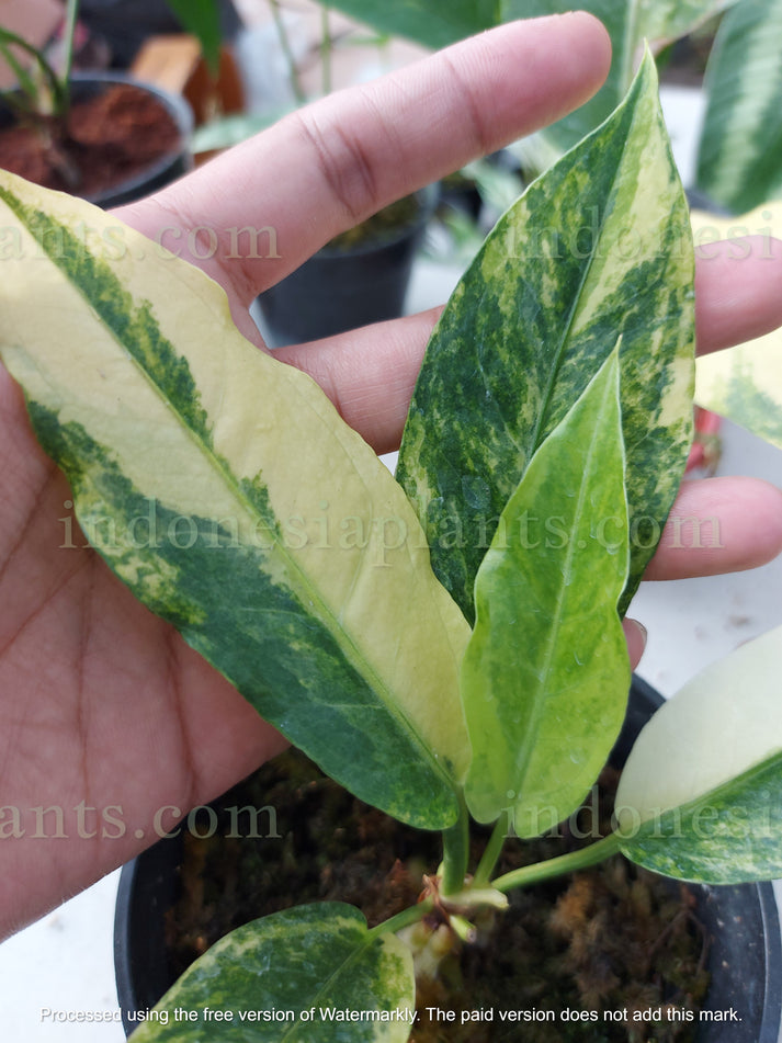 anthurium hookeri variegated, anthurium plants, variegated anthurium plants, how to care anthurium hookeri variegated, import plants from indonesia, import plants from USA, buy tropical plants