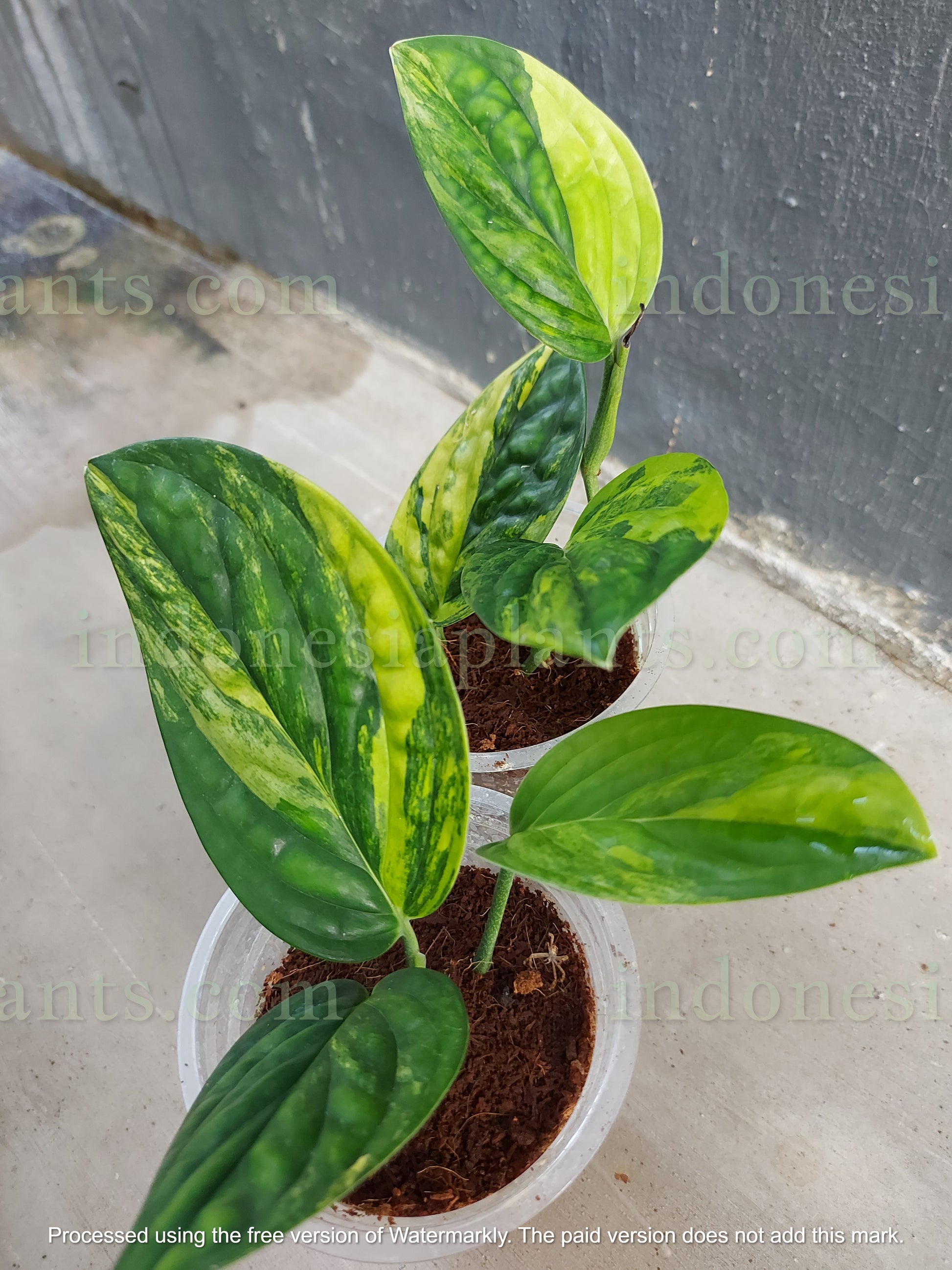 monstera peru yellow leaves Monstera Peru Karstenianum Variegated – INDONESIAPLANTS