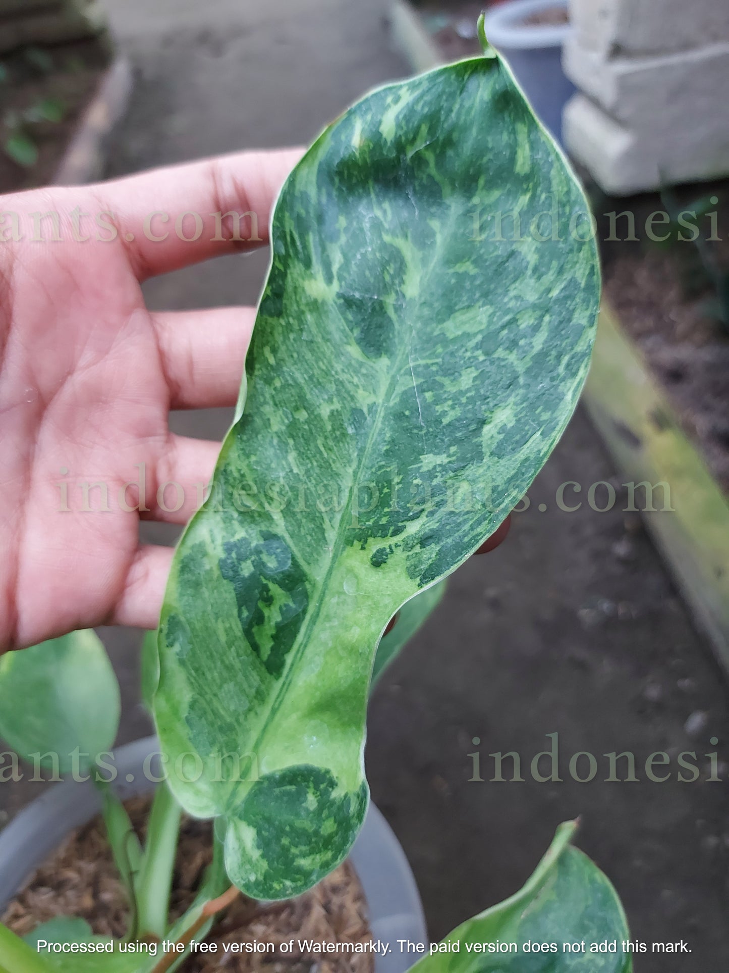 Philodendron Pigskin (Rogusum) X Philodendron Jose Buono