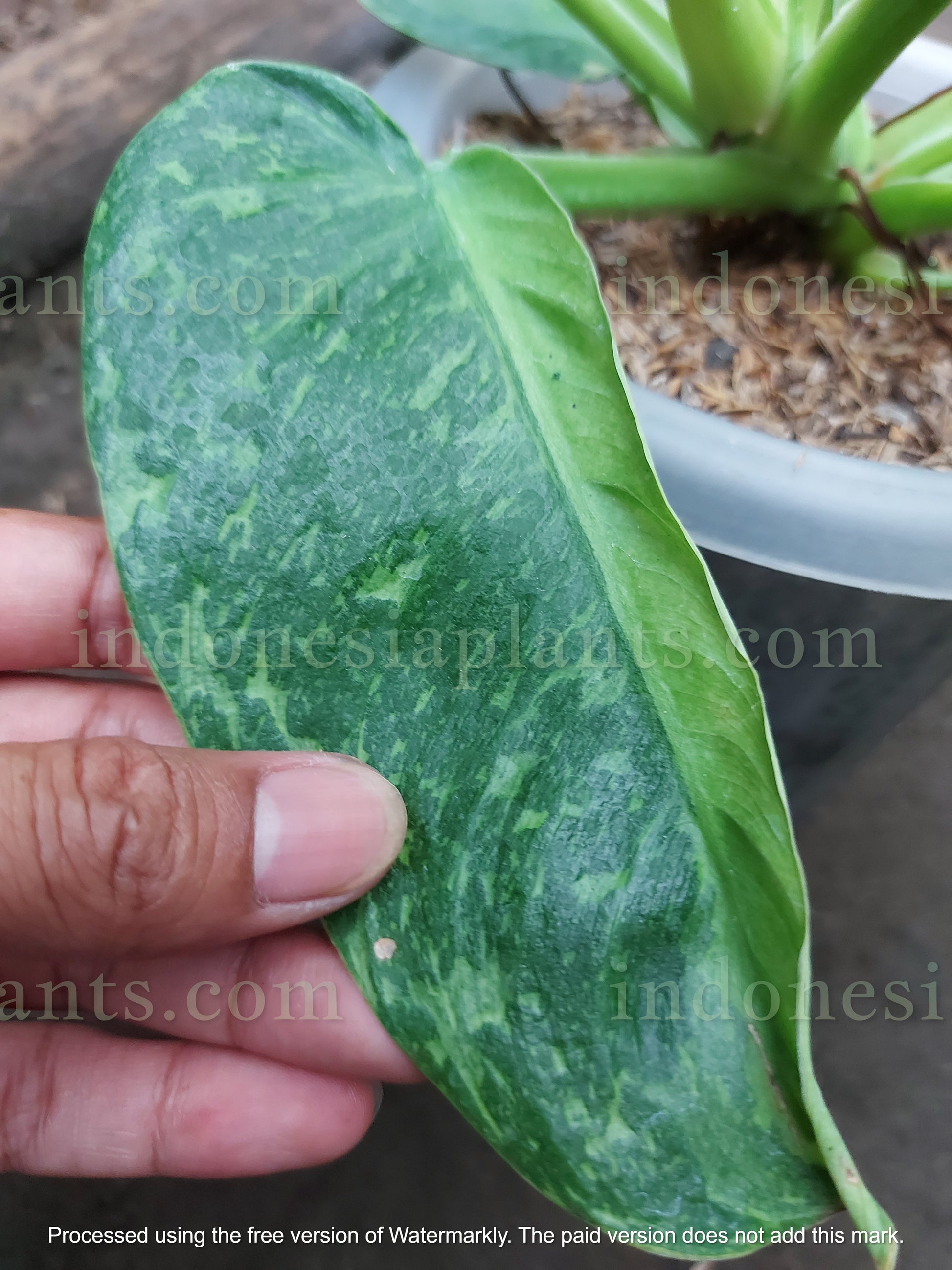 Philodendron Pigskin (Rogusum) X Philodendron Jose Buono
