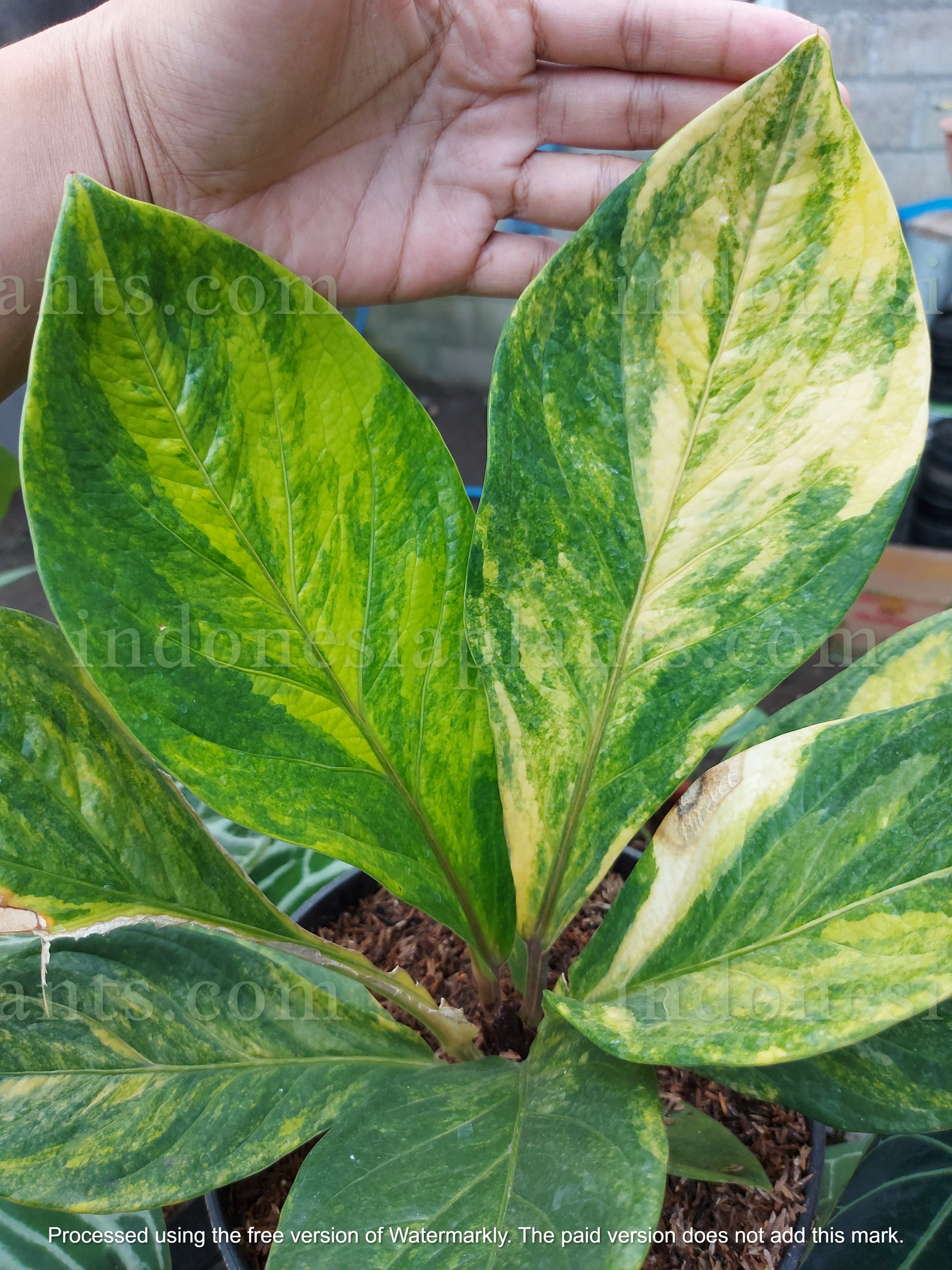 anthurium amarillo Anthurium Jenmanii Amarillo Abigarrado Tamaño Grande – INDONESIAPLANTS