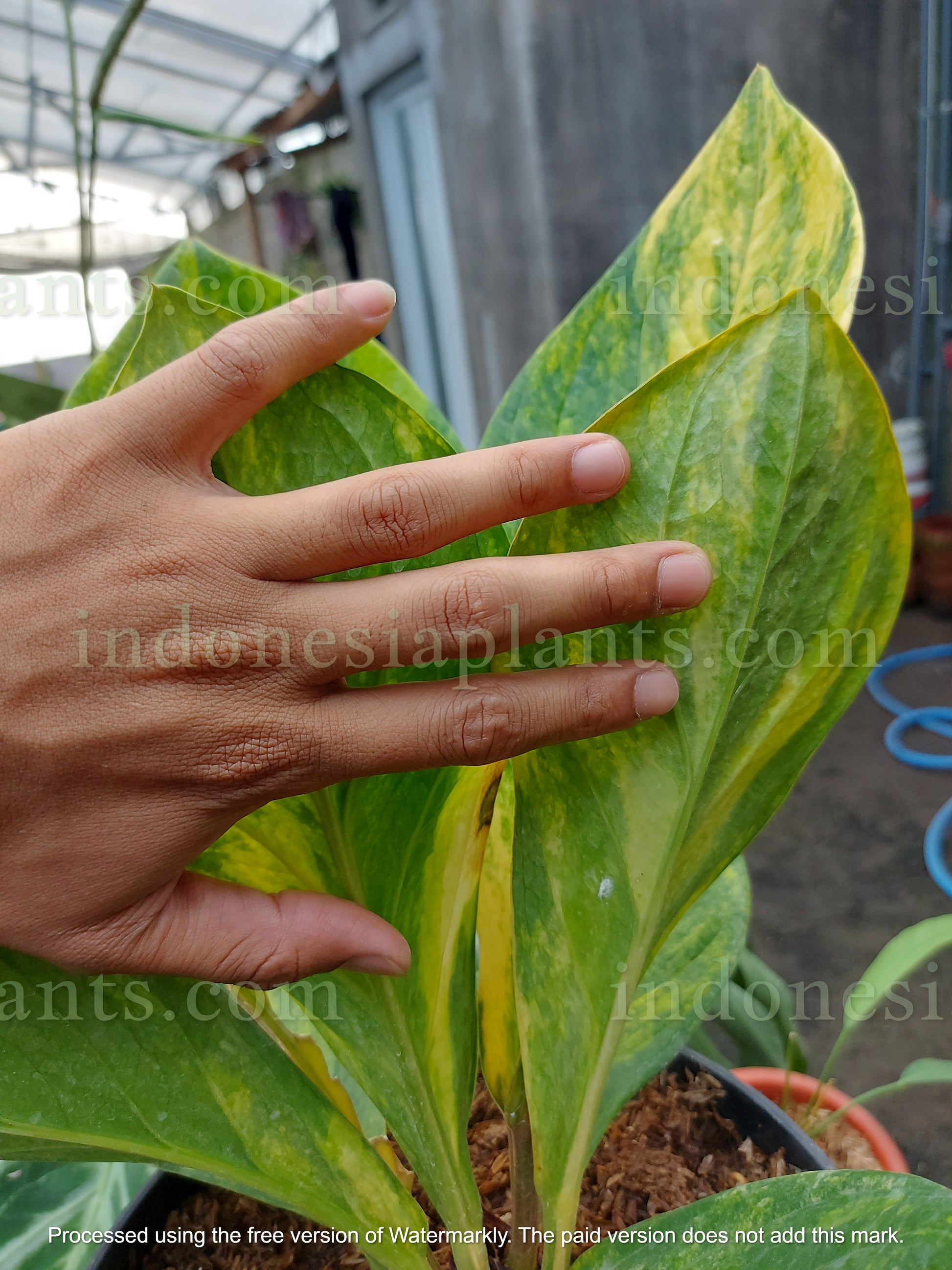 anthurium jenmanii price Anthurium Jenmanii Yellow Variegated Size Large