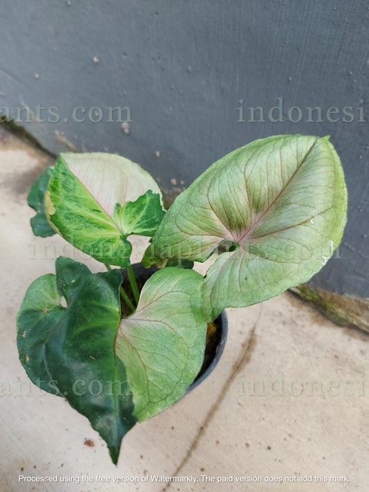 in genera, people only notice the syngonium t24. this syngonium t24 round form have smaller size of leaves and dimensions is also smaller. it takes longer time for them to grow big in leaves size. on top of all that, syngonium t24 round form have almost 100% of variegated leaves.
