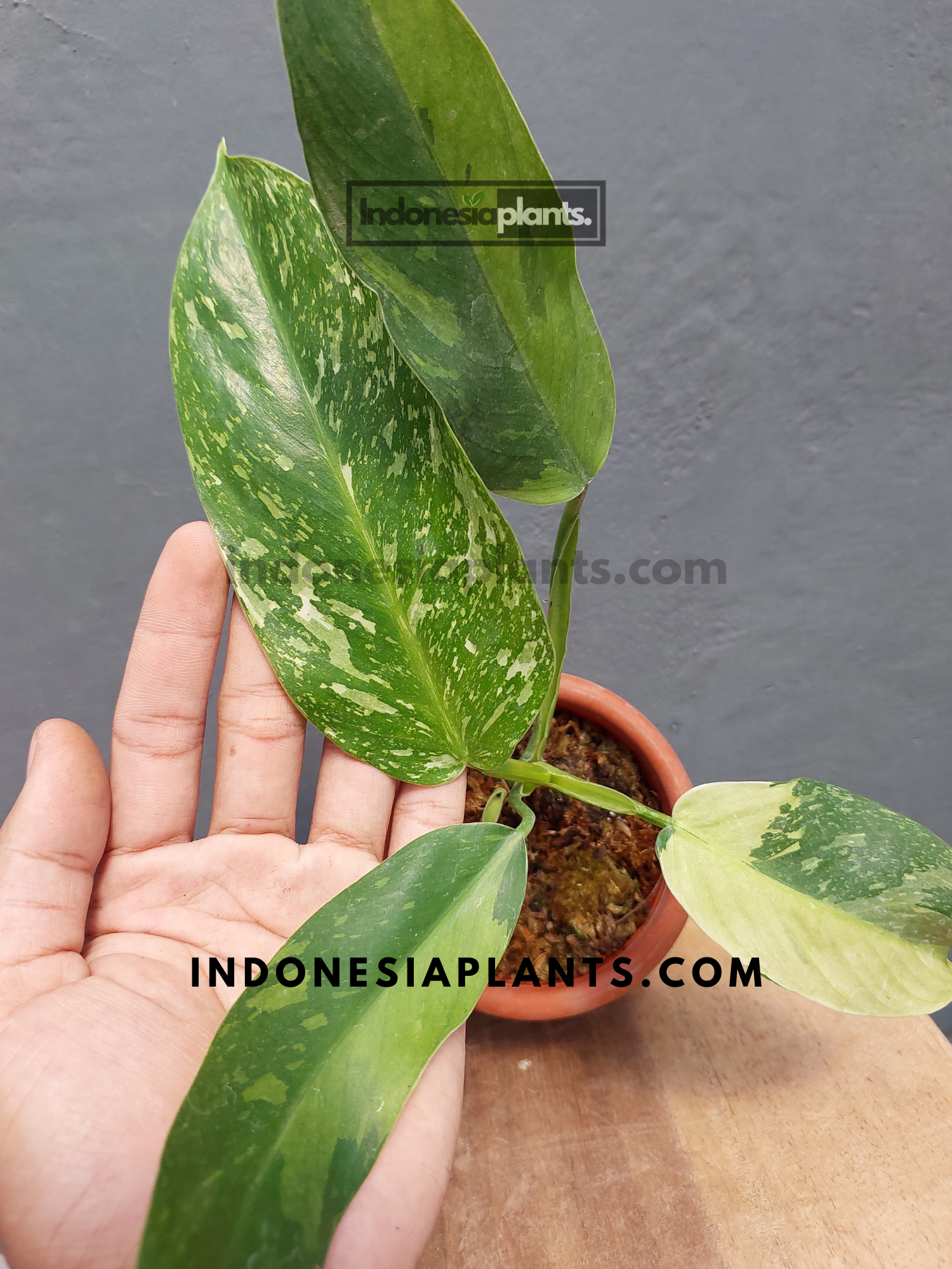 philodendron jose buono scientific name Philodendron Jose Buono – INDONESIAPLANTS