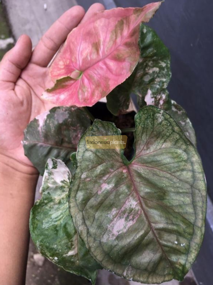 Syngonium Erdbeere Eis Galaxie