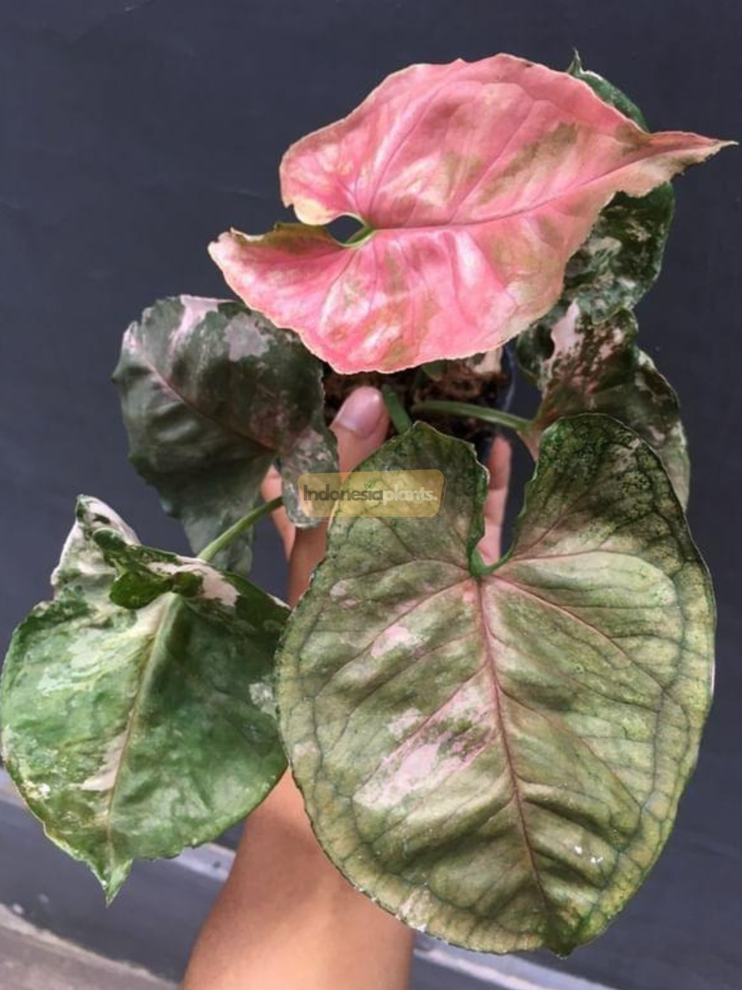 Syngonium Erdbeere Eis Galaxie