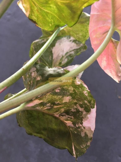 Syngonium Erdbeere Eis Galaxie