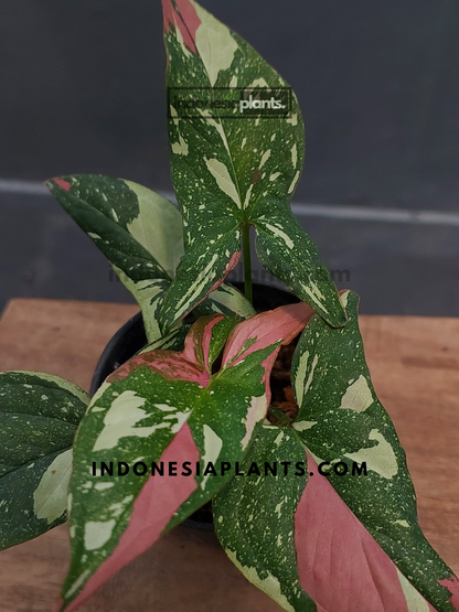 A close-up of Syngonium Red Spot Tricolor Pink on Pink with vibrant green leaves and pink speckles.