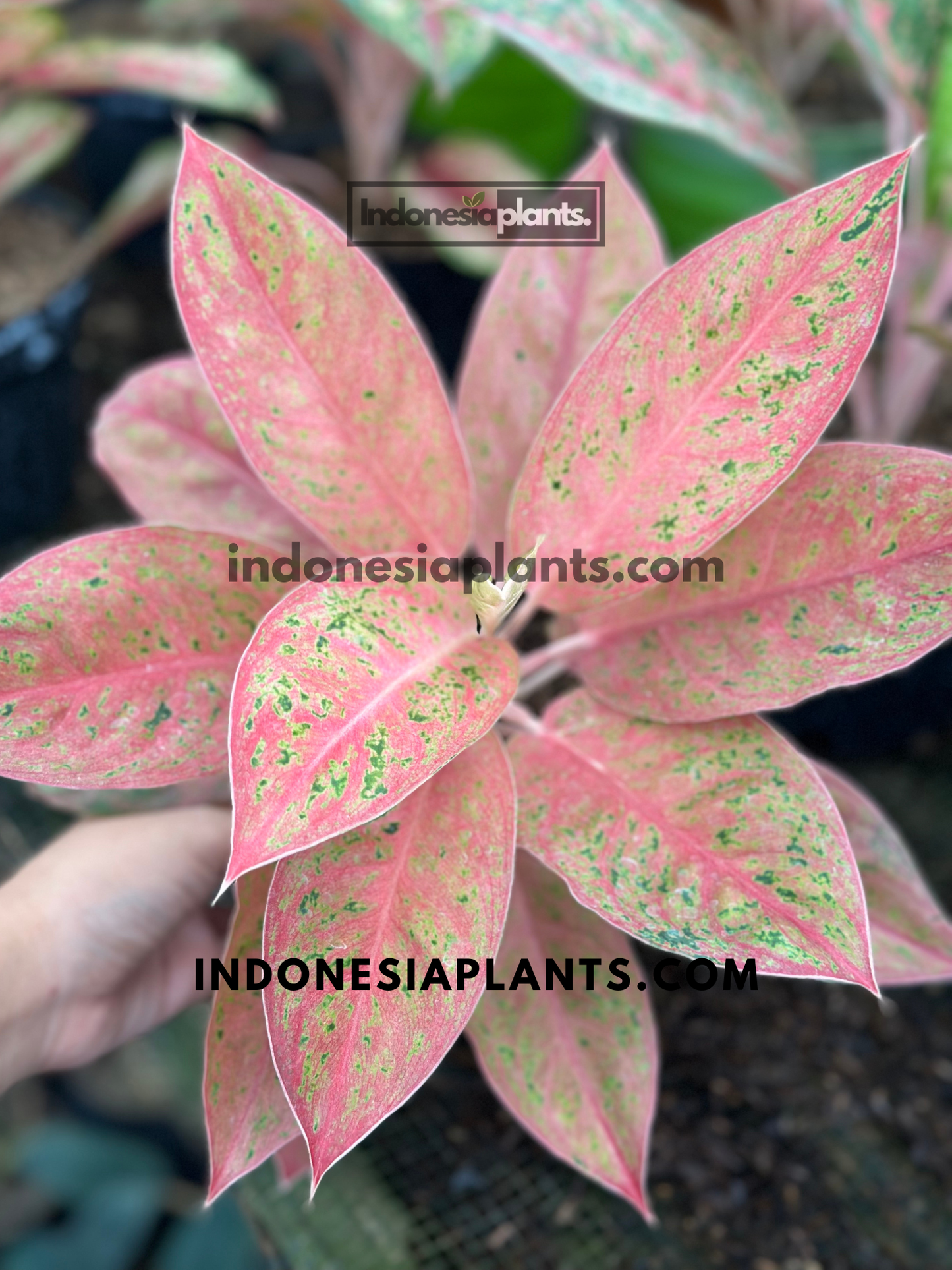 Aglaonema Amarilla live plant featuring bright yellow, lime green, and deep green variegated foliage.
