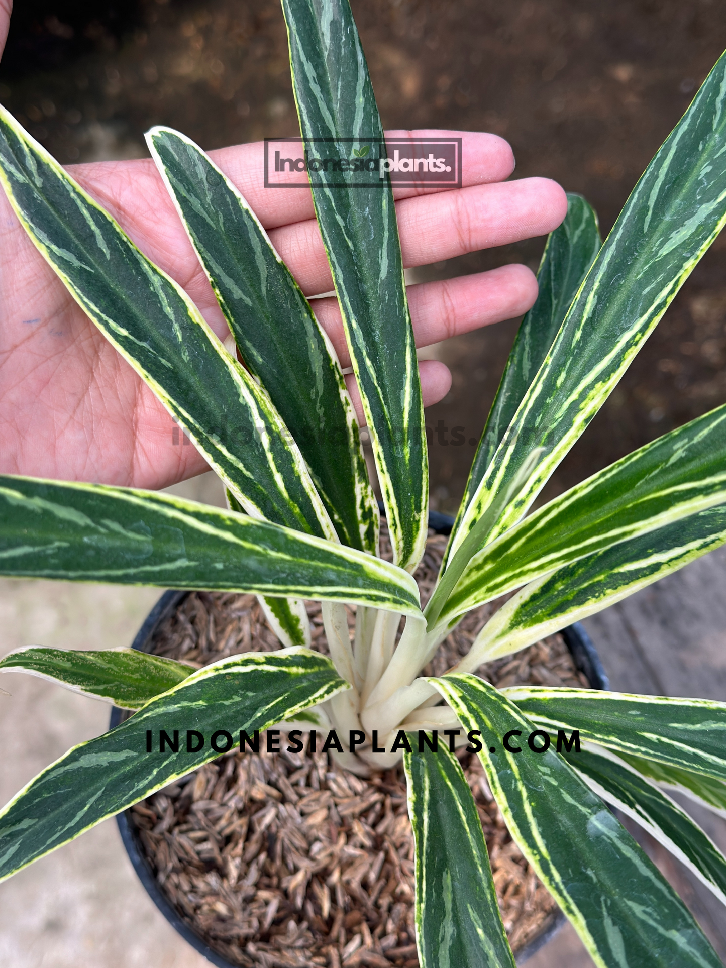 Aglaonema Bamboo