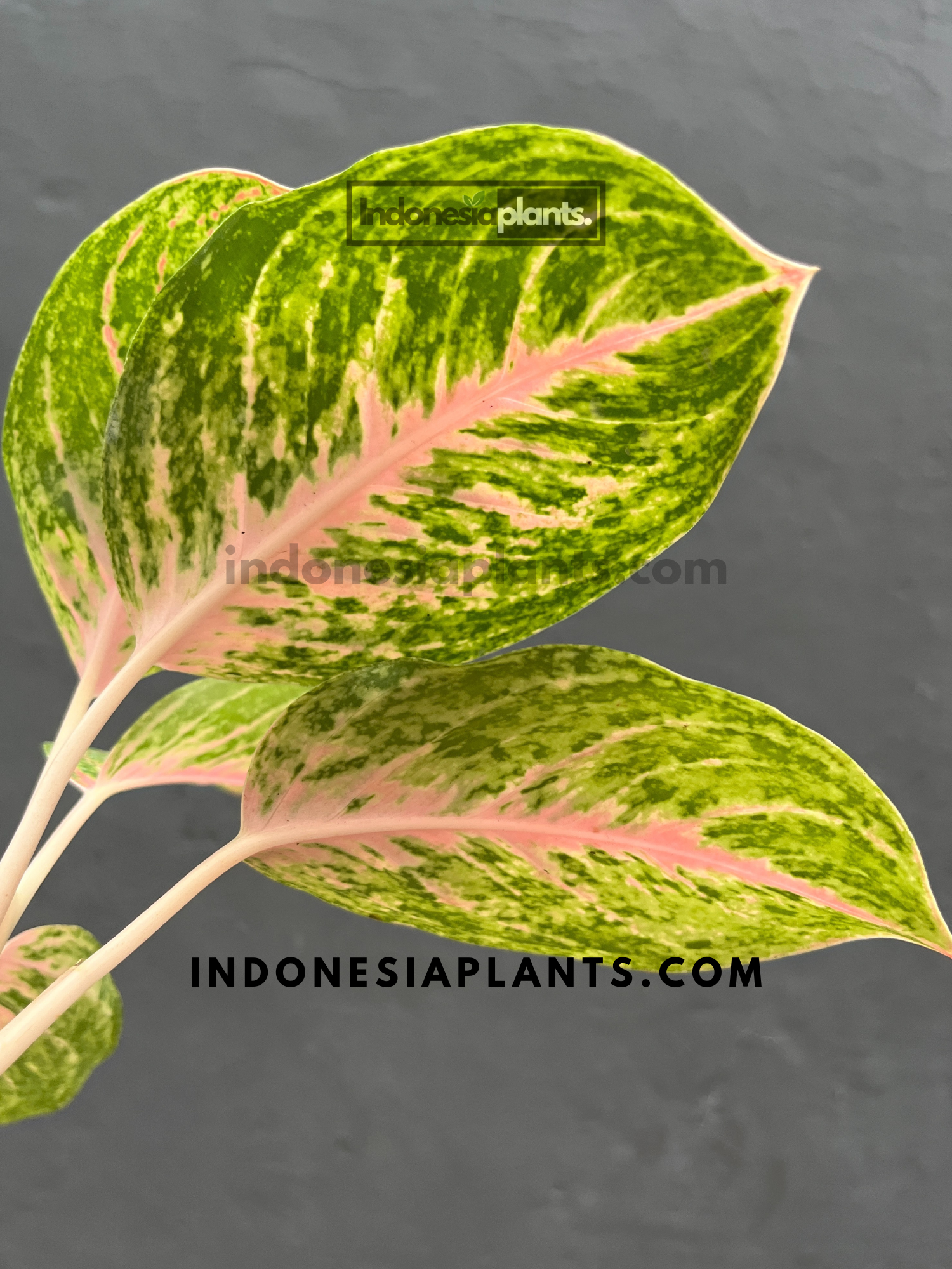 aglaonema big roi Aglaonema Big Papa