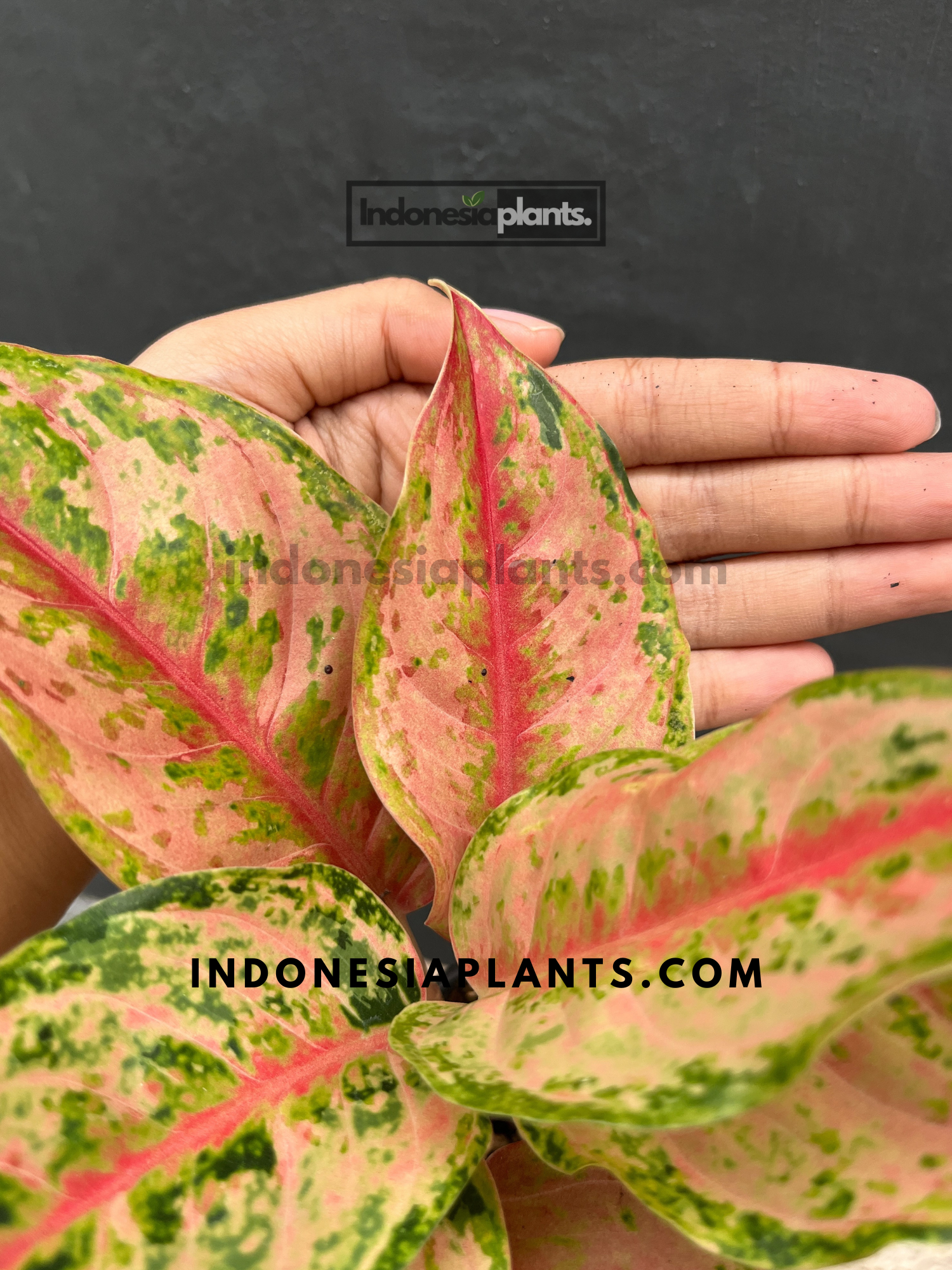 aglaonema pink diamond Aglaonema Light of Diamond – INDONESIAPLANTS