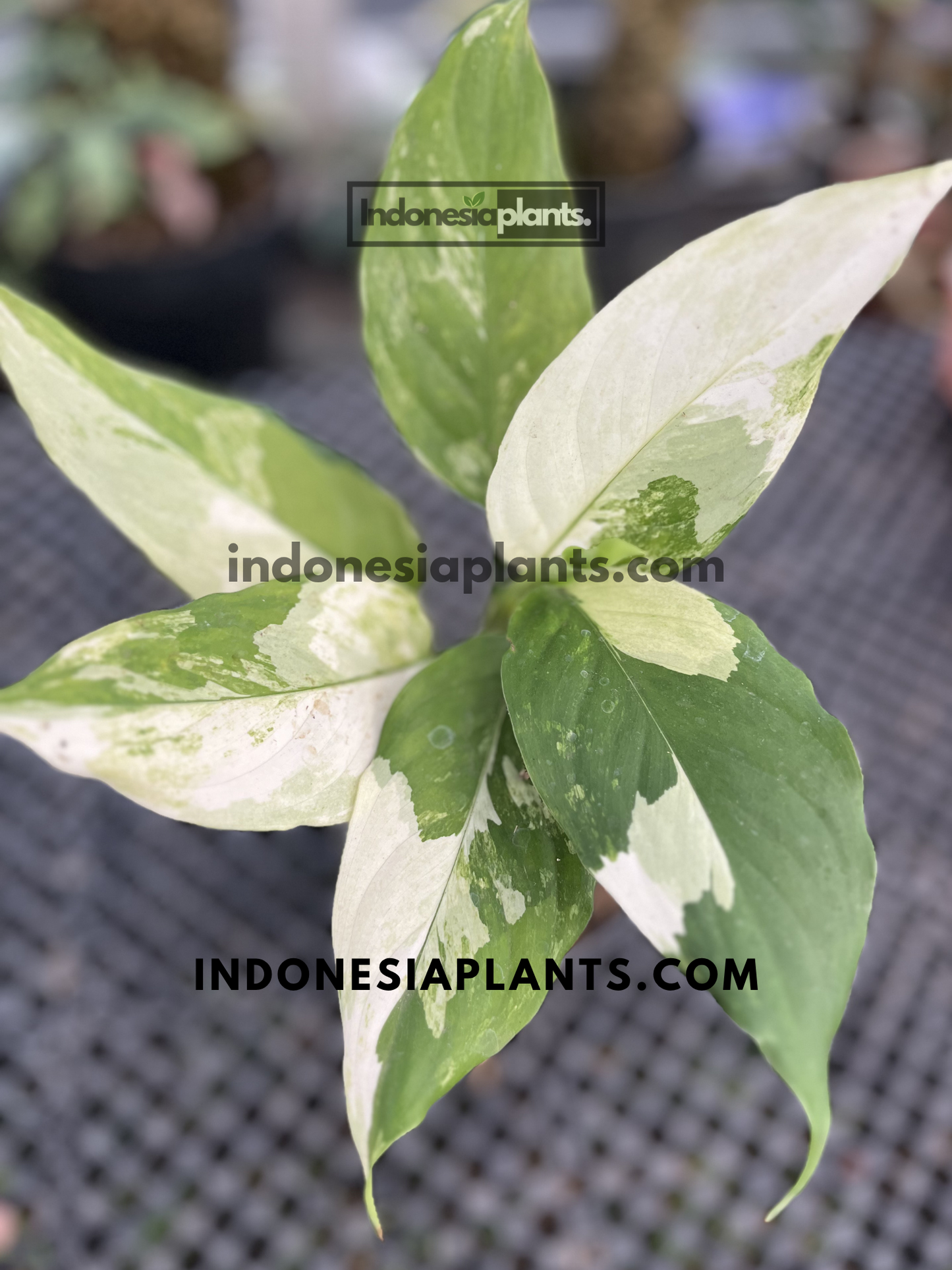 Aglaonema Modestum Split Milk Variegated with elongated green leaves featuring large creamy white split variegation on upright stems.