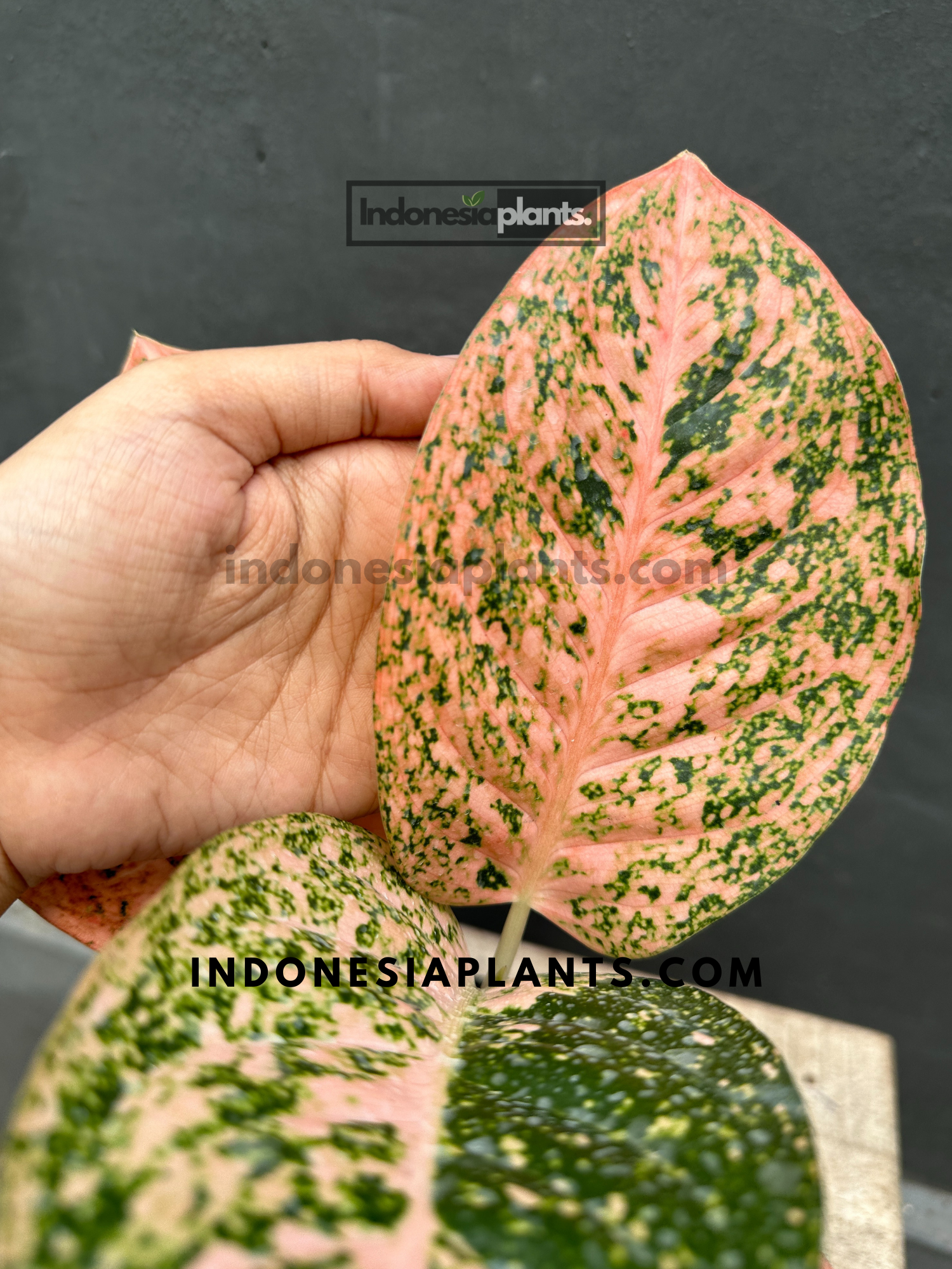 orange stardust aglaonema Aglaonema Orange Stardust – INDONESIAPLANTS
